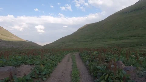 Driving through nature 6 Video stock 316769813