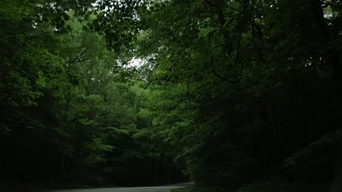 Driving Through Nature Stock Footage 91920900