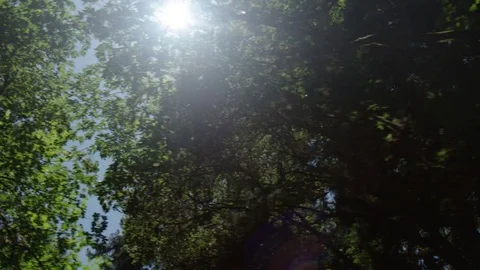 Driving through Nature : Slow Motion Stock Footage 77408053