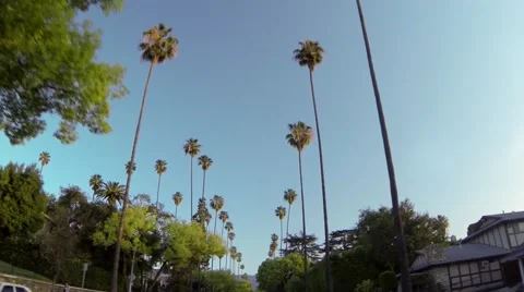 Driving through Palm tree lined streets Video stock 40387283