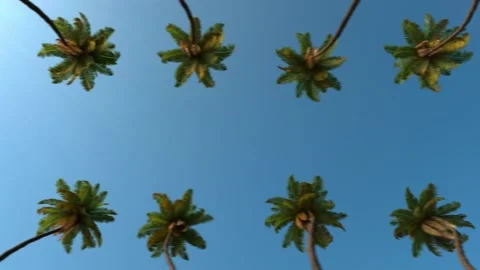 Driving through palm trees against a blue sky. Looped animation. Stock Footage 201421056