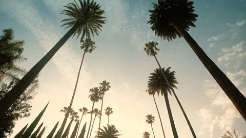 Driving through Palm Trees on Beverly Drive, blue sky, wide shot Stock-Footage 81773644