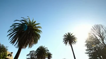 Driving through Palm Trees on Beverly Drive in Los Angeles, California Stock Footage 86089044