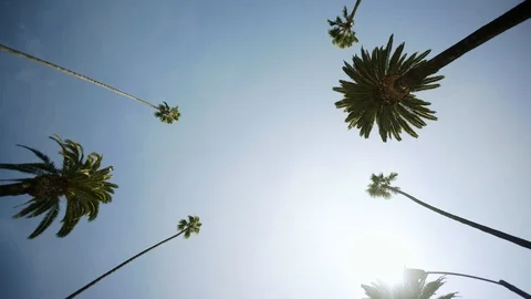 Driving through Palm Trees on Beverly Drive, blue sky whit sunlights wide shot Video stock 100240969