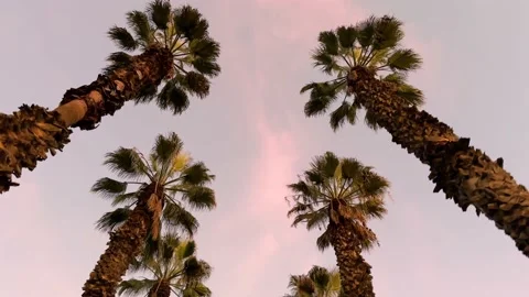 Driving Through Palm Trees Exotic Location Video stock 229588376