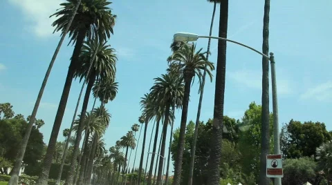 Driving through Palm Trees Stock Footage 739924