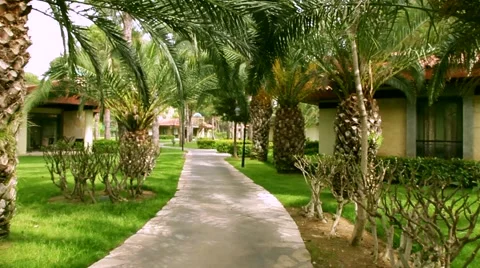 Driving through by palm trees Stock Footage 64239262