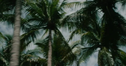 Driving Through Palm Trees Stock Footage 262086625