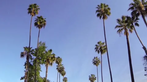 Driving through palm trees in Los Angeles Video stock 40387302