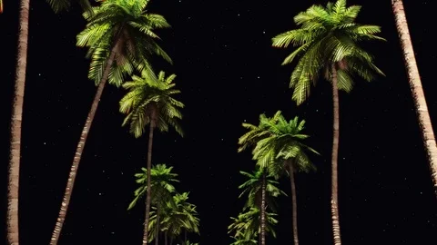 Driving through palm trees night Video stock 71790083