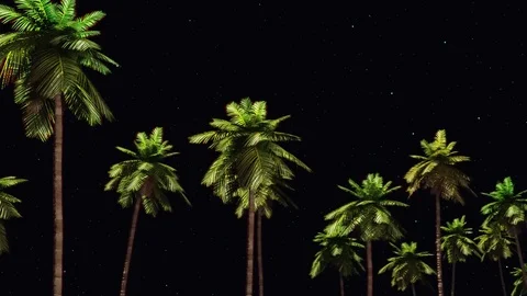 Driving through palm trees  side   night light Stock Footage 71790160