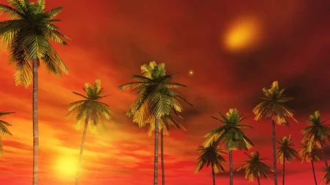 Driving through palm trees  side   red sky Stock-Footage 71790222
