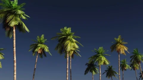 Driving through palm trees  side  blue sky 스톡 동영상 71812524