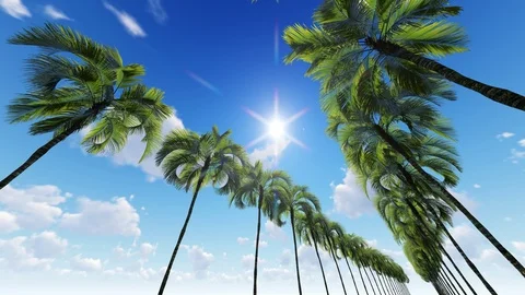 Driving through palm trees with sun  Stock Footage 107279743
