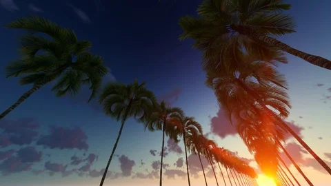 Driving through palm trees at sunset Stock Footage 107278767