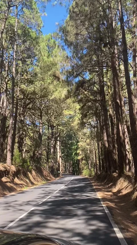 Driving Through Pine Forest in Forestal Park Tenerife Stock Footage 309673607