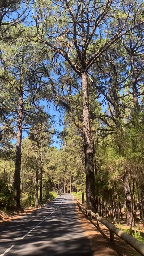 Driving Through Pine Forest in Forestal Park Tenerife Stock Footage 309673610