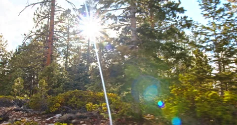 Driving Through Pine Forest with Sunflares - Scenic Car View 4K Stock Footage 171286503