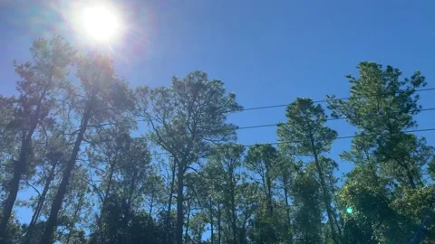 Driving Through Pine Tree Forest White Sun Bright Overhead Stock Footage 218244671