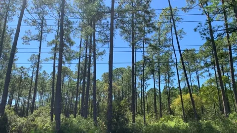 Driving Through Pine Tree Forest Sunny Lens Flare Stock Footage 218593042