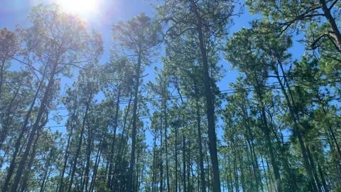 Driving Through Pine Tree Forest Sunlight Bright Overhead Stock Footage 218593059
