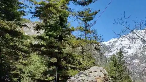 Driving through Pine Trees in between Snow and Mountains Stock Footage 159633348