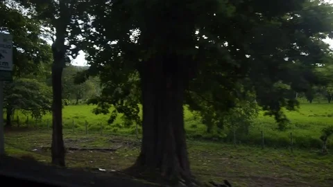 Driving through Rainforest Stock Footage 81228361