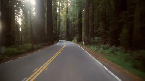 Driving through redwood forest Stock Footage