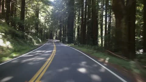 Driving through redwood forest Видео 8964105