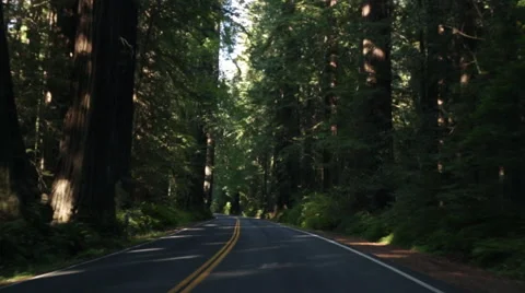 Driving through redwood forest Stock Footage 45869818