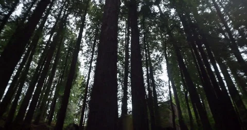 Driving through the redwood forest Stock Footage 102229522
