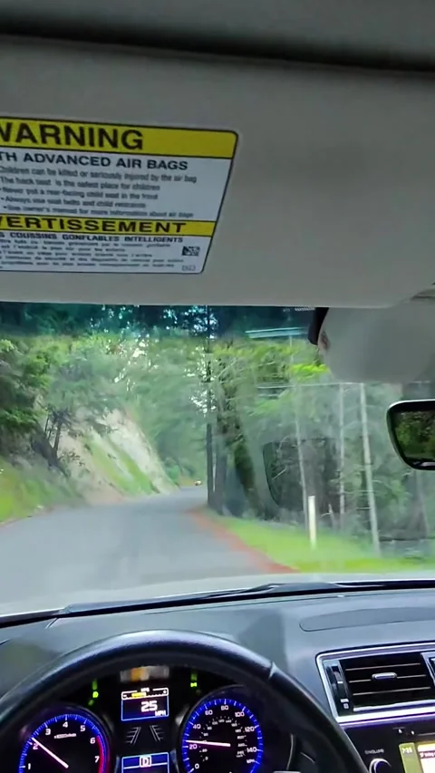 Driving Through Redwood Forest Near Kenwood Stock Footage 313961253