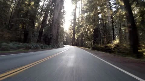 Driving through Redwoods Fast Realtime Jedediah Smith 1 스톡 동영상 22180708