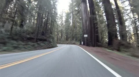 Driving through Redwoods Fast Realtime Jedediah Smith 2 Stock Footage 22181237