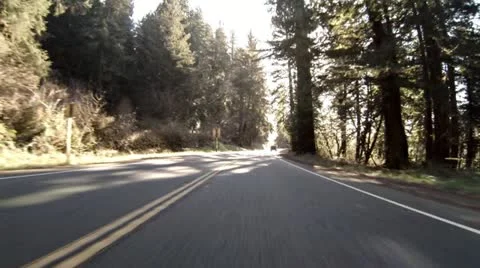 Driving through Redwoods Fast Realtime Jedediah Smith 6 Stock Footage 22249703