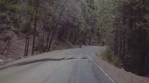Driving Through the Redwoods Stock Footage 99835427