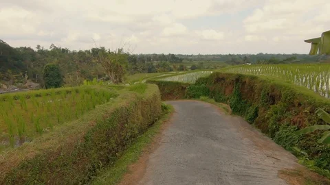 Driving through the rice paddies Stock-Footage 120734835