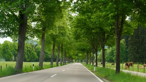 Driving through a rural tree-lined road with cows in the pasture Stock Footage 313145396