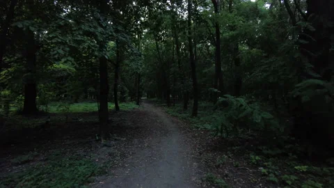 Driving through a scary dark forest Stock Footage 161019343