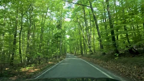 Driving through scenic highway 119 in Michigan also known as Tunnel of trees. Video stock 282912440