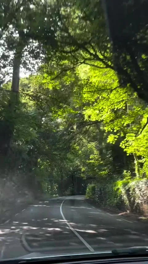 Driving through scenic lush forest road Stock Footage 339882168