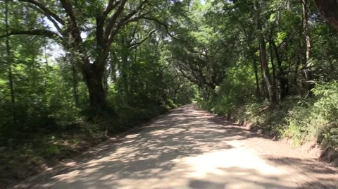 Driving Through The Shaded Forest Stock Footage 51445267