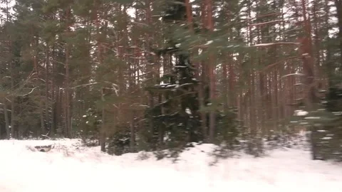 Driving Through a Snow-clad Forest. Magic Car Trip on the Road by Pine Forest Stock Footage 335584853