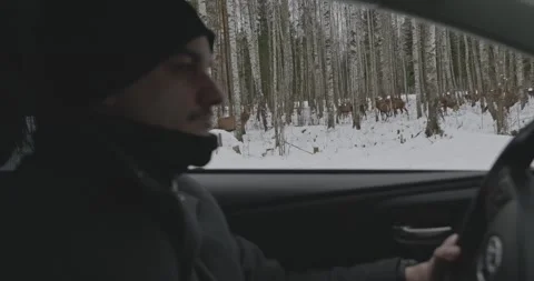 Driving through snow while watching deer in the forest Stock Footage 345965179
