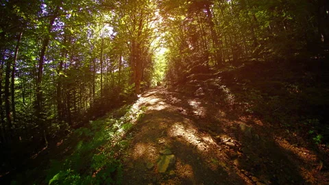 Driving through a summer forest on a dirt road. Stock Footage 153120624