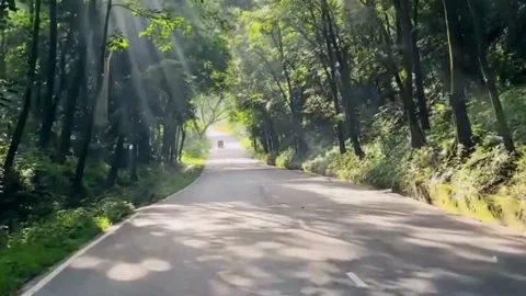 Driving Through a Sunlit Forest Road 스톡 동영상 337761011