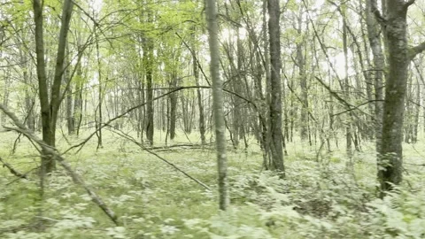 Driving through the thick forest woods Stock Footage 157459054