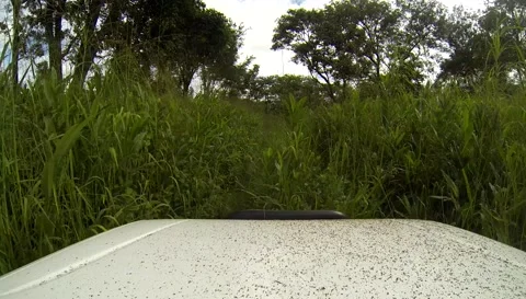 Driving Through Thick Tall Grass In Zambia Stock Footage 196845856