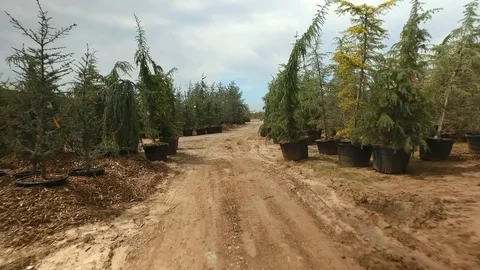 Driving Through Tree Farm Dirt Country Road Evergreen 4k slowmo Stock Footage 74417699