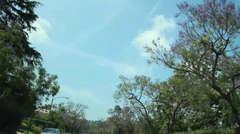 Driving through Trees 2 Stock Footage 739825